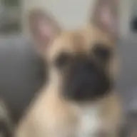 A blurry photo of a dog